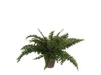 Kunstplant Mica Boston varen groen in pot Ø50cm 42cm