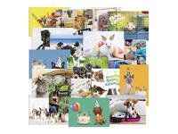 Beloningsposter-kaart De Stulp  thema dieren A4 assorti